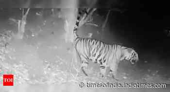 'Save tigers, relocate locals from Mhadei forest' | Goa News - Times of India