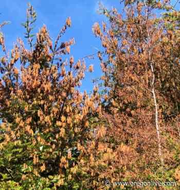 Experts detail Oregon forest damage in aftermath of June heat dome; long term effects unknown - oregonlive.com