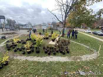 Birchmount School Creates Food Forest - 91.9 The Bend