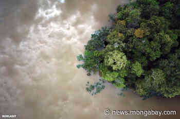 How to ensure the Glasgow forest declaration is a success (commentary) - Mongabay.com