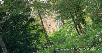 Scots walker captures snap of ghostly green orb in forest at haunted country estate - Scottish Daily Record
