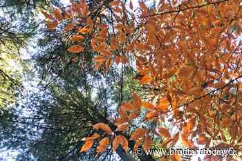 From wasteland to woodland, Simcoe County Forest continues to grow (8 photos) - BradfordToday