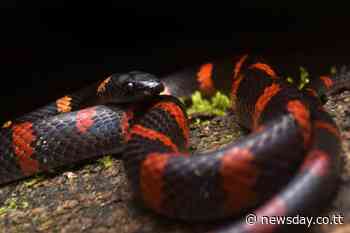 Forest flame snakes, looks like corals but are not - TT Newsday