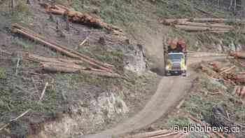 B.C. forest industry calls old-growth logging deferrals ‘devastating’ - Globalnews.ca