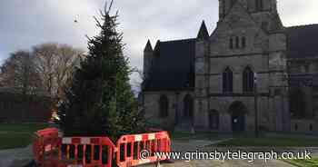 Grimsby's main Christmas tree is up - but people say it should be bigger - Grimsby Live