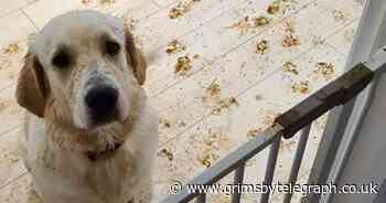 Dog owner's simple hack to stop muddy paw print trails - Grimsby Live