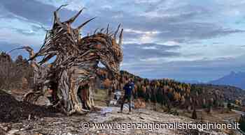 APT ALPE CIMBRA (TN) * DRAGO IN LEGNO: « L'OPERA ALTA 6 METRI E LUNGA 7 È LA PIÙ GRANDE D'EUROPA, È REALIZZATA DALLO SCULTORE VENETO MARCO MARTALAR » - agenzia giornalistica opinione