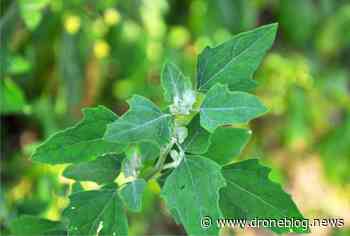 Erba infestante: in Australia si combatte con i droni - Drone Blog News