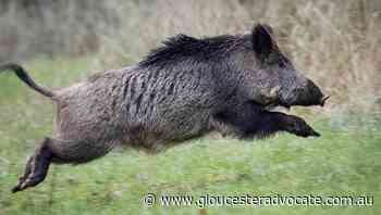 Boars cause bedlam on autobahn in Bavaria - Gloucester Advocate