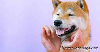 Shiba Inu Community Rejoices As Online Retail Giant Hints At Adoption - Benzinga - Benzinga