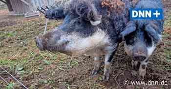 Jähes Ende einer Zucht seltener Wollschweine in Dresden-Marsdorf. - Dresdner Neueste Nachrichten