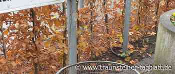 Stadt stellt Gastronomen einmaligen Zuschuss für Mehrwegbecher in Aussicht - Traunsteiner Tagblatt