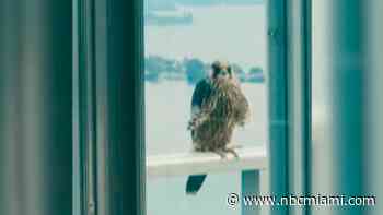 Falcons Finding Refuge in Brickell High-Rise Buildings