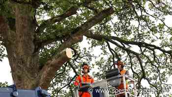 130 Jahre alter Bergahorn in Hirschberg unter schwierigen Bedingungen gefällt - soester-anzeiger.de