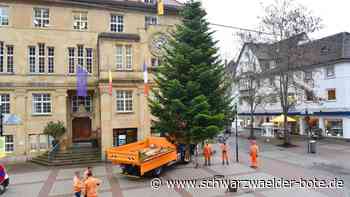 Adventszeit in Schramberg - Der Weihnachtsbaum auf dem Rathausplatz steht - Schwarzwälder Bote