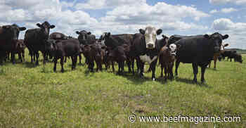 Alternative cattle reform bill brings major overhaul