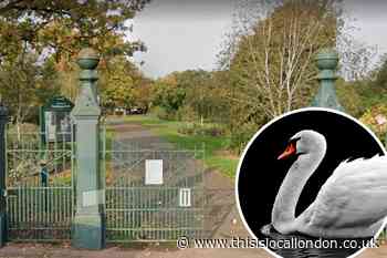 Tests due as three swans die in Goodmayes Park, Redbridge