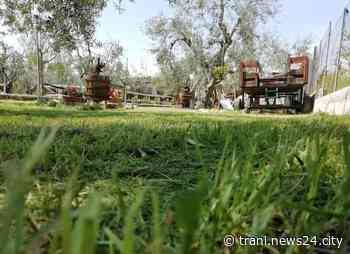 Il “Verde” secondo Xiao Yan - Trani news24city