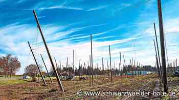 Bauarbeiten in Brauerei: Hochdorfer Hopfengarten wird für eigenen Anbau vergrößert