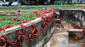 Droves of red crabs cause traffic jams and swarm on Christmas Island beaches in epic migration to sea