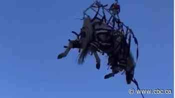 Cherished horse, pregnant cow airlifted to safety from flooded Nicola River farms