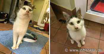 Tierheim Bamberg: Kater Uwe folgt Menschen, bis er Liebe bekommt