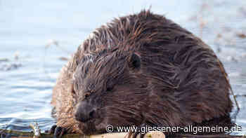 Gutes Management erforderlich - Gießener Allgemeine