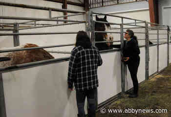 Chilliwack's Heritage Park taking in 150 horses as flooding forces evacuations – Abbotsford News - Abbotsford News