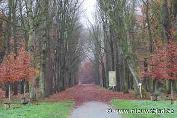 Ook tweede deel majestueuze kastanjedreef Wijnegemhof voor de bijl