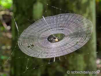 Inspired by Spider Silk: Unprecedented New Material With Extraordinary Mechanical Properties