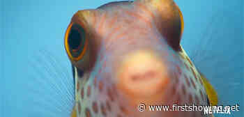Cute Doc 'Puff: Wonders of the Reef' Trailer About a Baby Pufferfish