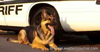 Florida K9s Receive Stunning Award After Being Shot in Line of Duty