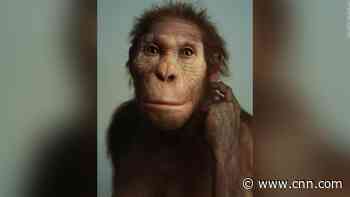 Ancient human relative walked like a human but climbed like an ape, new fossils suggest
