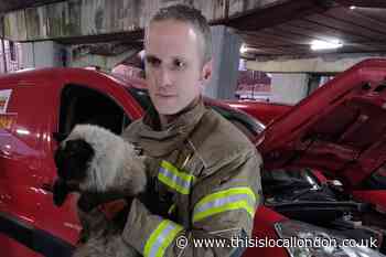 London firefighters rescue cat trapped in post van
