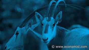 Which animals are likely to harbour the coronavirus? - The Economist