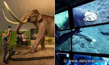 Experts discover three-foot mammoth tusk 10,000 feet below the ocean surface off California coast