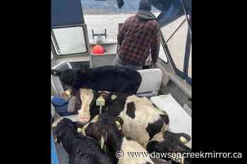 Milk supply back up after devastating BC floods - Dawson Creek Mirror