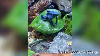 Saskatoon zoo's home for reptiles, amphibians and fish reopens