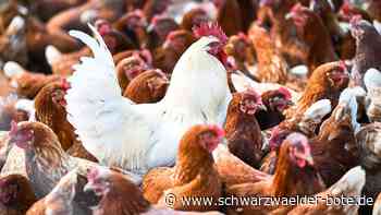 Schutzmaßnahmen nötig - Risiko für Geflügelpest in Calw ist groß - Schwarzwälder Bote