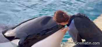 L’orque Moana est-elle gravement malade? La réponse de Marineland en vidéo