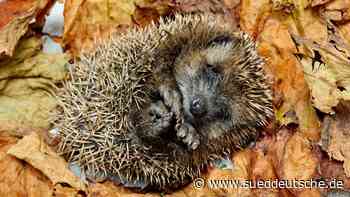 Augsburg: Zu viele Igel im Tierheim - Bayern - Süddeutsche Zeitung - SZ.de