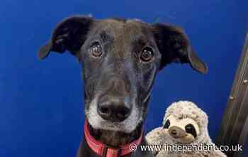 Dog still waiting for new home two years after he was found guarding dead owner’s body - The Independent