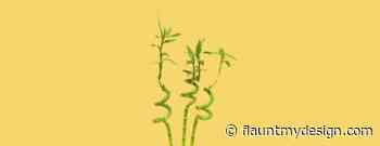 How Do I Choose a Web Design Niche?