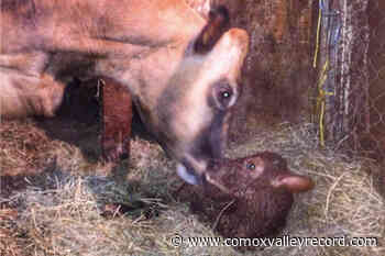 Margarita’s miracle baby – Abbotsford cow gives birth at former home farm - Comox Valley Record