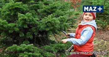 Zu Besuch auf der Weihnachtsbaum-Plantage in Bad Belzig - Märkische Allgemeine Zeitung