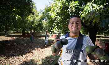 Siguen libres de plagas del aguacatero 3 municipios de Michoacán - Quadratín Michoacán
