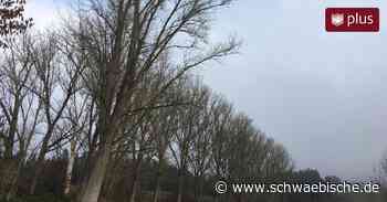 Trossingen: Stadt will 200 Bäume fällen | schwäbische - Schwäbische