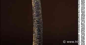 Congo wil Ishango-botjes die in Brussel worden bewaard terug - Het Laatste Nieuws