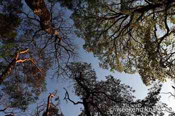 Stad Brussel lanceert eerste editie van Week van de Boom - Weekend Knack