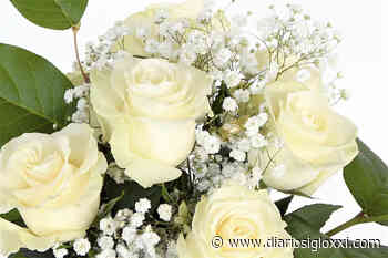 ​Rosas blancas, las flores de la diosa del amor - Diario Siglo XXI